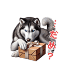 2月のシベリアンハスキー（個別スタンプ：19）