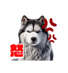 2月のシベリアンハスキー（個別スタンプ：20）