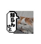 我が家の猫・らて♂③（個別スタンプ：8）