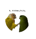 サザナミインコのチートット（個別スタンプ：1）