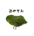 サザナミインコのチートット（個別スタンプ：2）