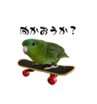 サザナミインコのチートット（個別スタンプ：3）