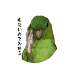 サザナミインコのチートット（個別スタンプ：4）