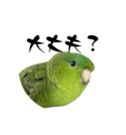 サザナミインコのチートット（個別スタンプ：5）