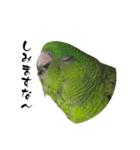 サザナミインコのチートット（個別スタンプ：6）