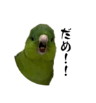 サザナミインコのチートット（個別スタンプ：7）