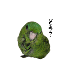 サザナミインコのチートット（個別スタンプ：8）