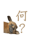 お茶々のスタンプ①（個別スタンプ：11）
