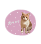 AKAGI☆（個別スタンプ：5）