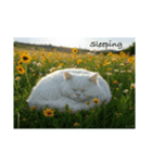 お花畑と猫（個別スタンプ：1）