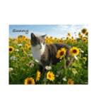 お花畑と猫（個別スタンプ：8）