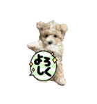 chouchou日常スタンプ（個別スタンプ：7）