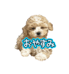 chouchou日常スタンプ（個別スタンプ：8）