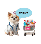 チワワの可愛い生活スタンプ（個別スタンプ：9）