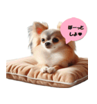 チワワの可愛い生活スタンプ（個別スタンプ：10）
