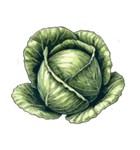 ただ野菜だけ（個別スタンプ：7）