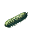 ただ野菜だけ（個別スタンプ：8）