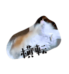 リアクションコスモ（個別スタンプ：4）