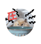 リアクションコスモ（個別スタンプ：7）