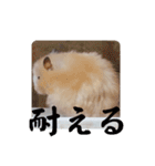 リアクションコスモ（個別スタンプ：8）