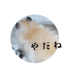 リアクションコスモ（個別スタンプ：9）