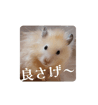リアクションコスモ（個別スタンプ：13）