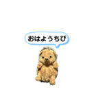 ちびみ 日常会話スタンプ（個別スタンプ：1）