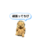 ちびみ 日常会話スタンプ（個別スタンプ：14）