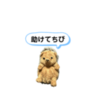 ちびみ 日常会話スタンプ（個別スタンプ：19）