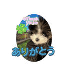 ポメマルくるみの会話（個別スタンプ：3）