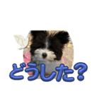 ポメマルくるみの会話（個別スタンプ：7）