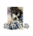 ポメマルくるみの会話（個別スタンプ：8）