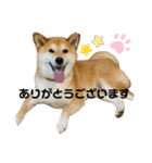 柴犬 タロちゃん（個別スタンプ：1）