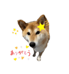柴犬 タロちゃん（個別スタンプ：3）