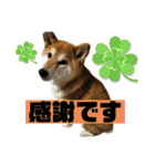 柴犬 タロちゃん（個別スタンプ：4）