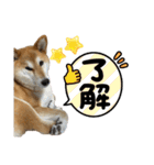 柴犬 タロちゃん（個別スタンプ：5）