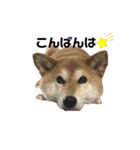 柴犬 タロちゃん（個別スタンプ：6）