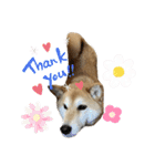 柴犬 タロちゃん（個別スタンプ：7）