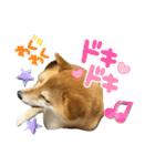 柴犬 タロちゃん（個別スタンプ：8）