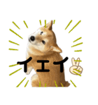 柴犬 タロちゃん（個別スタンプ：9）