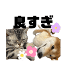 柴犬 タロちゃん（個別スタンプ：10）