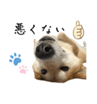 柴犬 タロちゃん（個別スタンプ：11）
