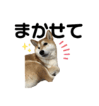 柴犬 タロちゃん（個別スタンプ：12）