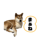 柴犬 タロちゃん（個別スタンプ：14）
