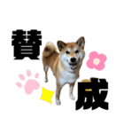 柴犬 タロちゃん（個別スタンプ：15）