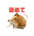 柴犬 タロちゃん（個別スタンプ：16）
