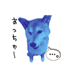 柴犬 タロちゃん（個別スタンプ：19）