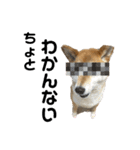 柴犬 タロちゃん（個別スタンプ：21）