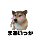 柴犬 タロちゃん（個別スタンプ：23）
