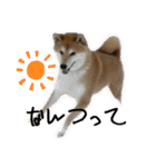 柴犬 タロちゃん（個別スタンプ：24）